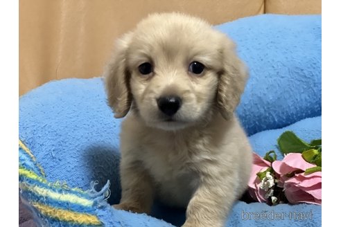 成約済の栃木県のミニチュアダックスフンド(ロングヘアード)-245852の1枚目